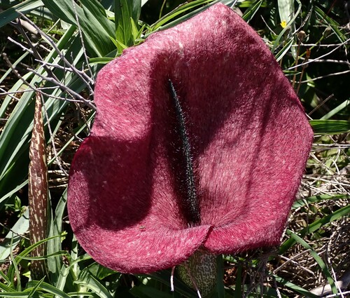 Representative image of Helicodiceros muscivorus