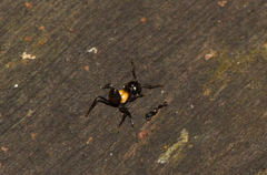 Crematogaster inflata
