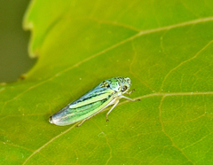 Graphocephala lugubris