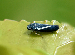 Graphocephala lugubris