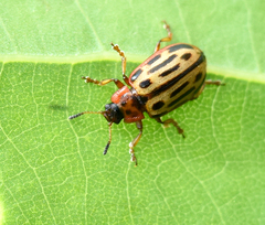 Chrysomela lineatopunctata