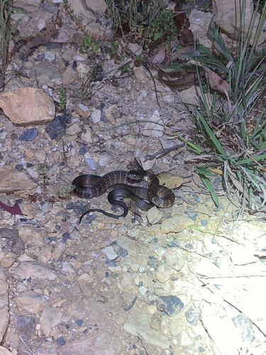 Tiger Snake sighting