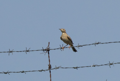 Bisbita estepario (Anthus godlewskii)