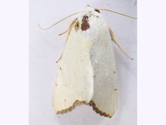 Xanthodes amata