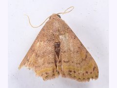 Homodes bracteigutta