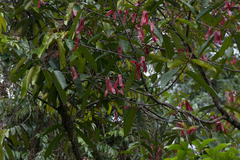 Dipterocarpaceae