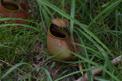 Nepenthes bicalcarata