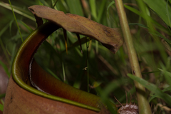 Nepenthes bicalcarata