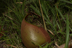 Nepenthes bicalcarata