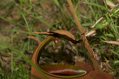 Nepenthes bicalcarata