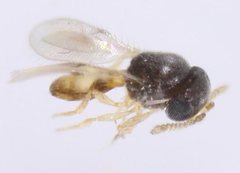 Platygastridae
