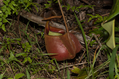 Nepenthes bicalcarata