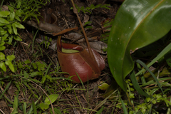 Nepenthes bicalcarata