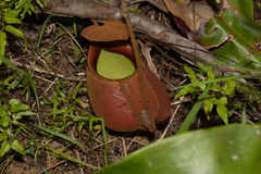 Nepenthes bicalcarata