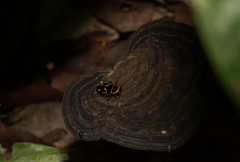 Sundablatta pulcherrima