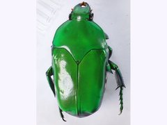 Ischiopsopha wallacei