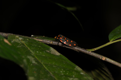 Phymatostetha stellata