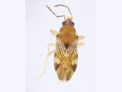 Suffenus fusconervosus