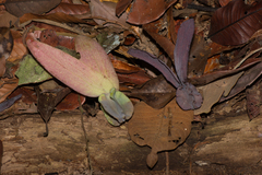 Dipterocarpaceae