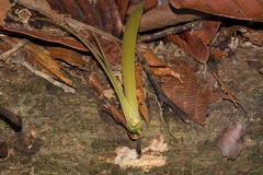 Dipterocarpaceae