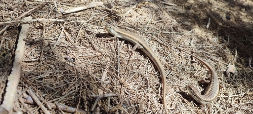 Chioninia spinalis maioensis