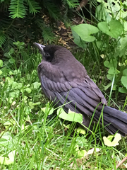 Corvus brachyrhynchos