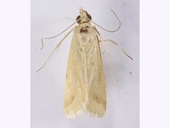 Achyra massalis