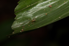 Theridion zonulatum