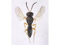 Platygastridae