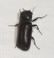 Apatides fortis