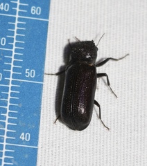 Apatides fortis