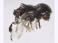 Eccoptopterus spinosus