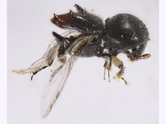 Eccoptopterus spinosus