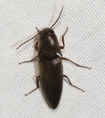 Diplostethus