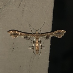 Geina periscelidactylus