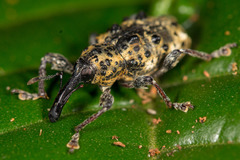 Heilus