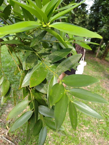 Agathis borneensis observed 2024-10-30