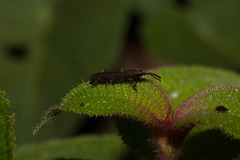 Trachelizini