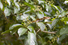 Dendropanax