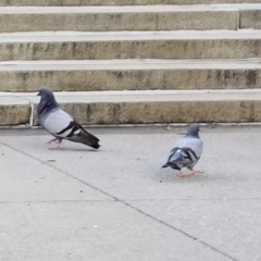 Columba livia