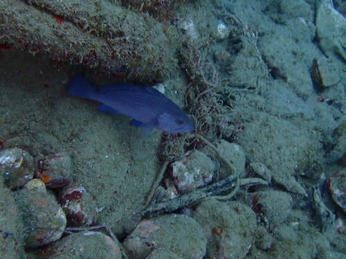 Epinephelus undulosus observed 2024-10-24
