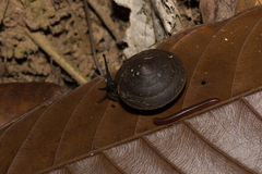 Dyakiidae