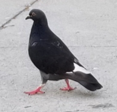 Columba livia