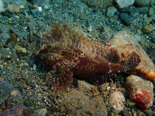 Banded waspfish (Paracentropogon zonatus) — Tetrarogidae — 5
