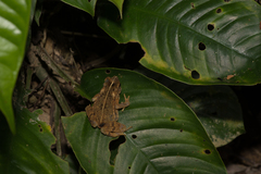 Ingerophrynus divergens