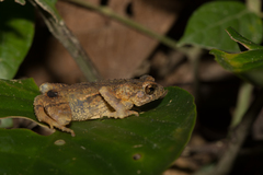 Ingerophrynus divergens