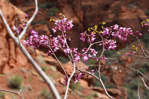 Cercis occidentalis