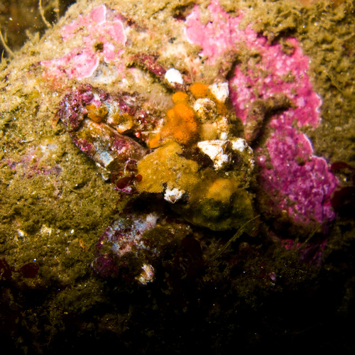 Scyra acutifrons