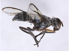 Plagiostenopterina aenea