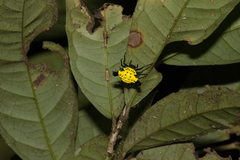 Actinacantha globulata